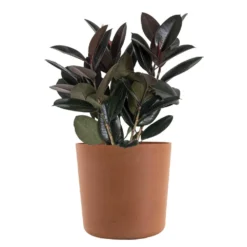 Burgundy Rubber Plant Live Ficus Burgundy Indoor Outdoor Plant In 10 In. Premium Ecopots Terracotta