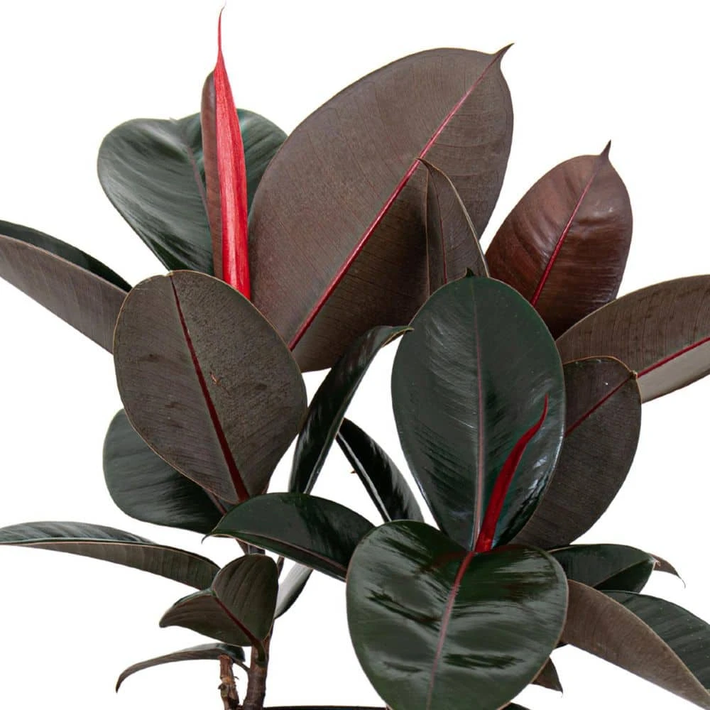 Burgundy Rubber Plant Live Ficus Elastica Indoor Outdoor Plant In 10 Inch Premium Sustainable Ecopots White Grey Pot 4 Burgundy Rubber Plant Live Ficus Elastica Indoor Outdoor Plant In 10 Inch Premium Sustainable Ecopots White Grey Pot - Image 4