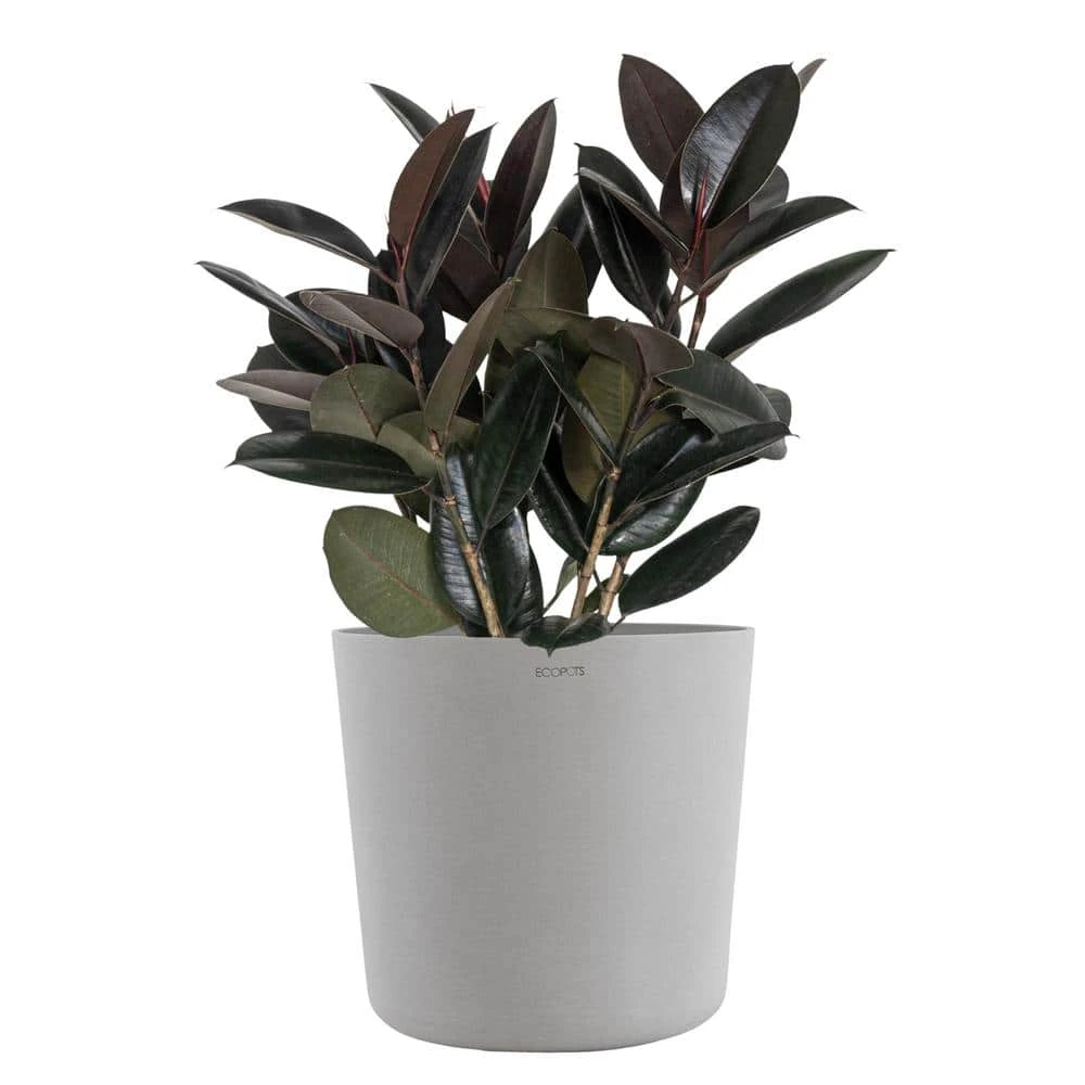 Burgundy Rubber Plant Live Ficus Elastica Indoor Outdoor Plant In 10 Inch Premium Sustainable Ecopots White Grey Pot 1 Burgundy Rubber Plant Live Ficus Elastica Indoor Outdoor Plant In 10 Inch Premium Sustainable Ecopots White Grey Pot