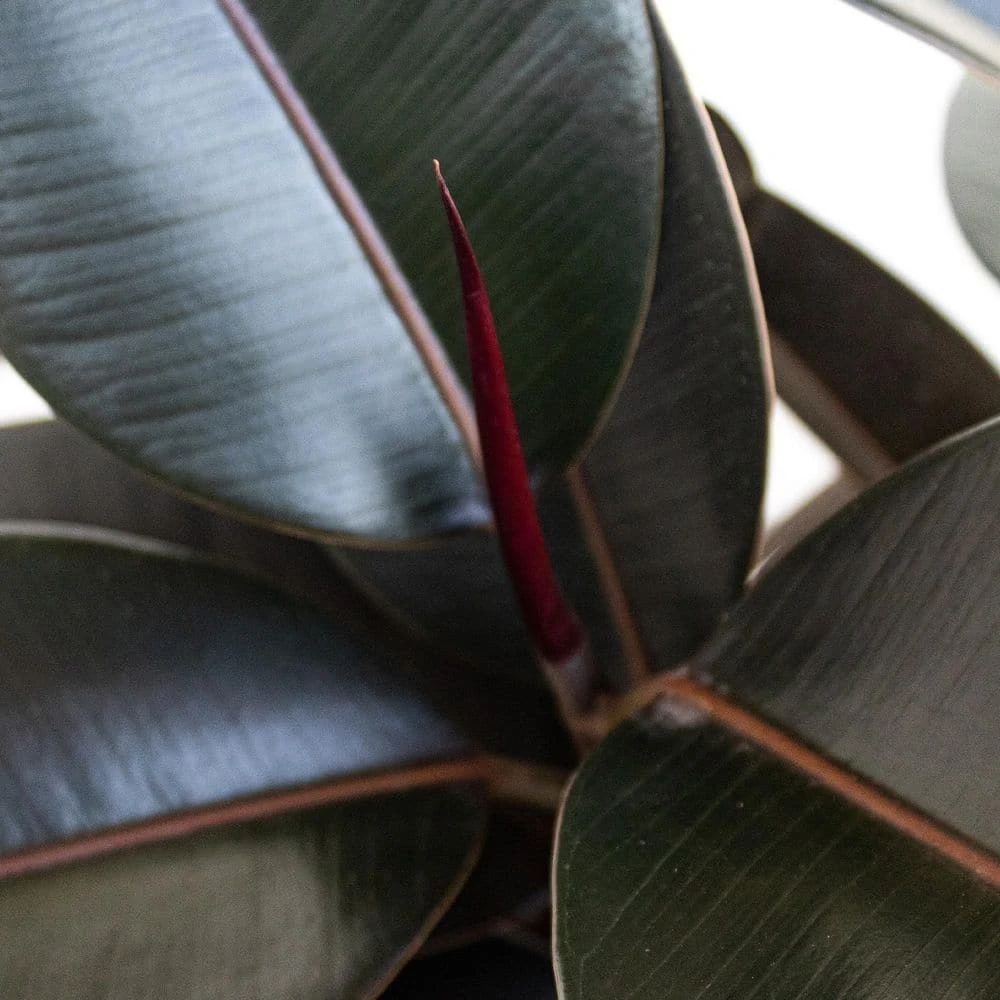 Burgundy Rubber Plant Live Ficus Elastica Indoor Outdoor Plant In 10 Inch Premium Sustainable Ecopots White Grey Pot 2 Burgundy Rubber Plant Live Ficus Elastica Indoor Outdoor Plant In 10 Inch Premium Sustainable Ecopots White Grey Pot - Image 2