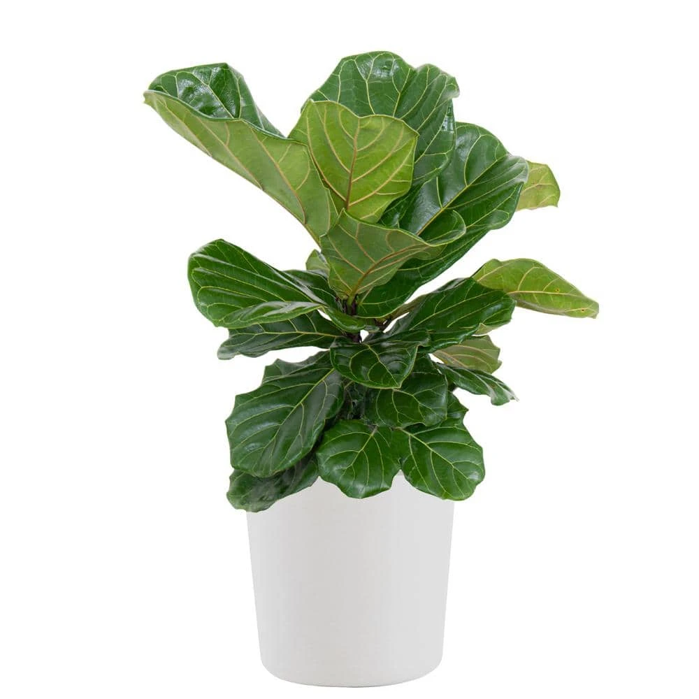 Fiddle Leaf Fig Ficus Lyrata Bush Live Indoor Outdoor Plant In 10 Inch Premium Sustainable Ecopots Pure White Pot 1 Fiddle Leaf Fig Ficus Lyrata Bush Live Indoor Outdoor Plant In 10 Inch Premium Sustainable Ecopots Pure White Pot