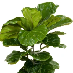 Fiddle Leaf Fig Ficus Lyrata Bush Live Indoor Outdoor Plant In 10 Inch Premium Sustainable Ecopots Terracotta Pot 10 Fiddle Leaf Fig Ficus Lyrata Bush Live Indoor Outdoor Plant In 10 Inch Premium Sustainable Ecopots Terracotta Pot -United Nursery united nursery house plants flyrata10trc 1f 1000