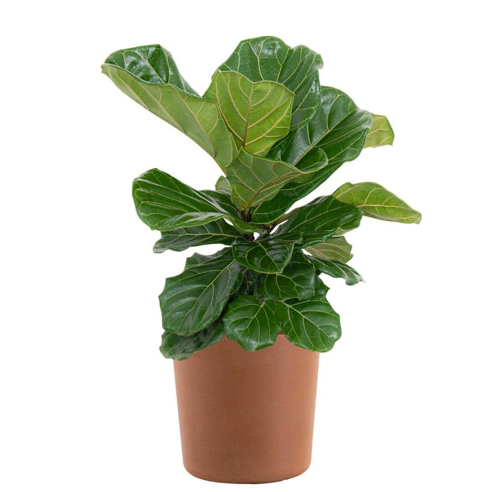 Fiddle Leaf Fig Ficus Lyrata Bush Live Indoor Outdoor Plant In 10 Inch Premium Sustainable Ecopots Terracotta Pot 1 Fiddle Leaf Fig Ficus Lyrata Bush Live Indoor Outdoor Plant In 10 Inch Premium Sustainable Ecopots Terracotta Pot