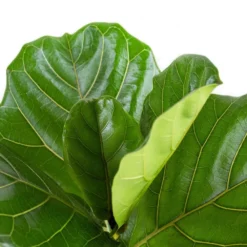 Fiddle Leaf Fig Ficus Lyrata Standard Live Indoor Outdoor Plant In 10 Inch Premium Sustainable Ecopots White Grey Pot 7 Fiddle Leaf Fig Ficus Lyrata Standard Live Indoor Outdoor Plant In 10 Inch Premium Sustainable Ecopots White Grey Pot -United Nursery united nursery house plants flyratastd10wg c3 1000