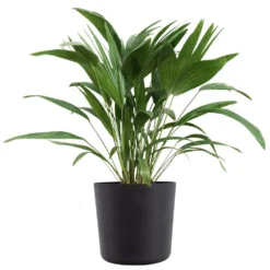 Chinese Fan Palm Live Indoor Outdoor Plant In 10 Inch Premium Sustainable Ecopots Dark Grey Pot