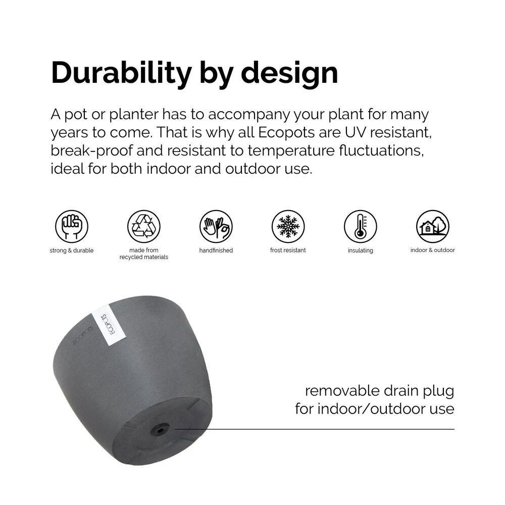 Fukiean Tea Live Bonsai In 6 Inch Premium Sustainable Ecopots Dark Grey Pot With Removeable Drainage Plug 3 Fukiean Tea Live Bonsai In 6 Inch Premium Sustainable Ecopots Dark Grey Pot With Removeable Drainage Plug - Image 3