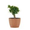 Fukiean Tea Live Bonsai In 6 Inch Premium Sustainable Ecopots Terracotta Pot With Removeable Drainage Plug