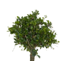 Fukiean Tea Live Bonsai In 6 Inch Premium Sustainable Ecopots Terracotta Pot With Removeable Drainage Plug 6 Fukiean Tea Live Bonsai In 6 Inch Premium Sustainable Ecopots Terracotta Pot With Removeable Drainage Plug -United Nursery united nursery house plants ftea6shtrc c3 1000