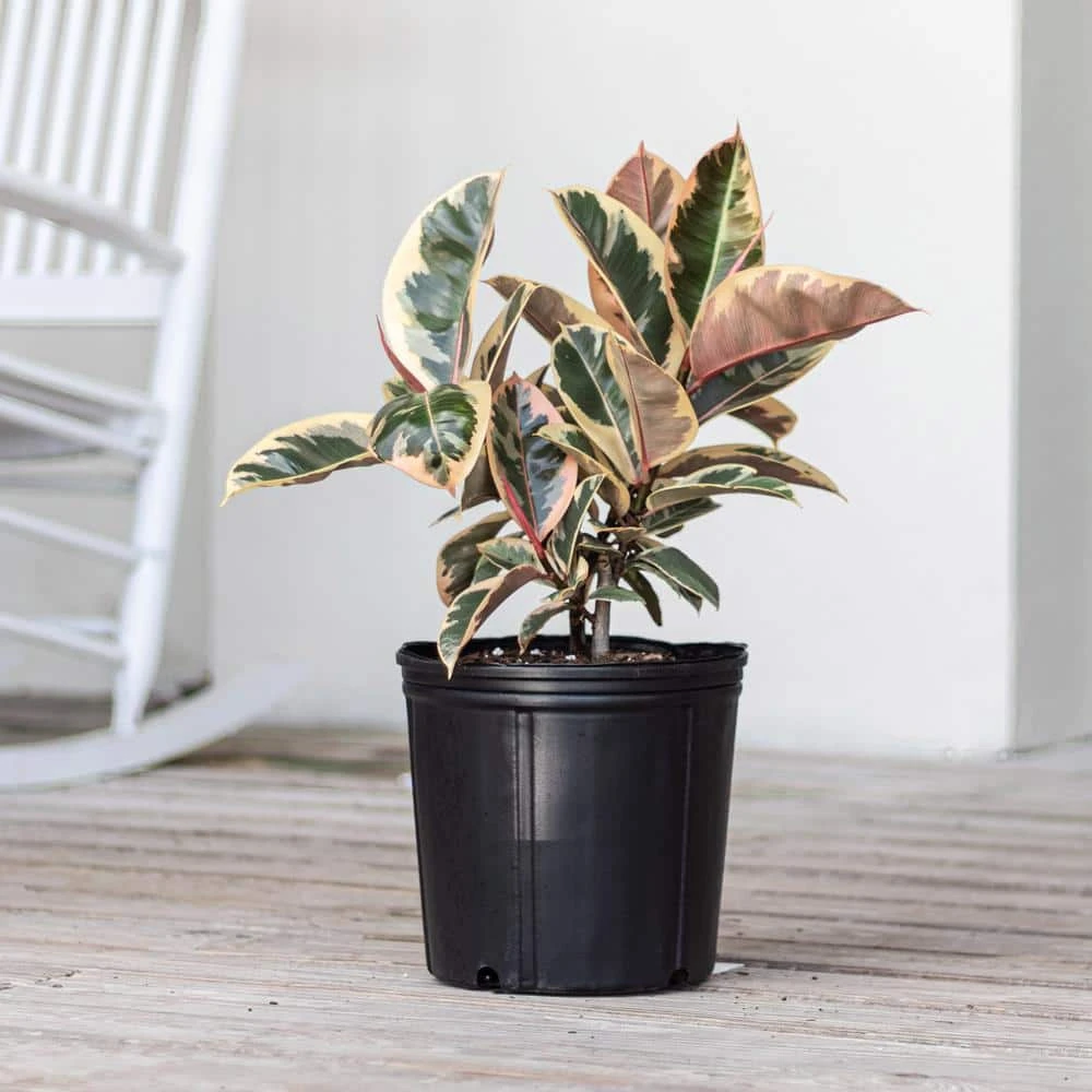 Live Ficus Elastica Tineke Rubber Plant In 10 In. White Decor Pot 3 Live Ficus Elastica Tineke Rubber Plant In 10 In. White Decor Pot - Image 3