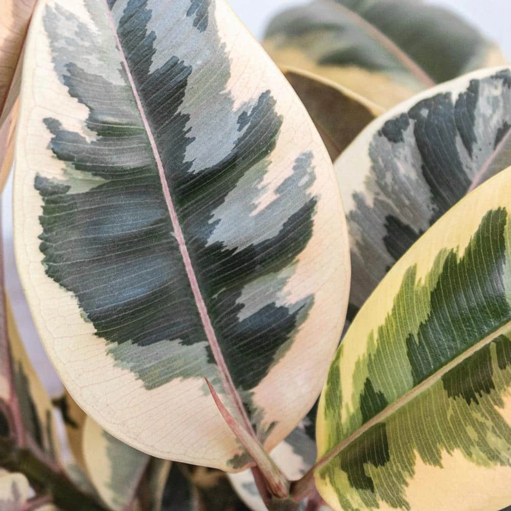 Live Ficus Elastica Tineke Rubber Plant In 10 In. White Decor Pot 2 Live Ficus Elastica Tineke Rubber Plant In 10 In. White Decor Pot - Image 2