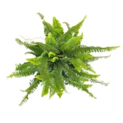 6 In. Kimberly Queen Fern Live Indoor Outdoor Plant Shipped In Grower Pot -United Nursery united nursery house plants kfern06gp 4f 1000