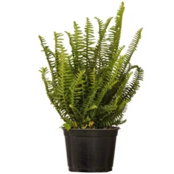 6 In. Kimberly Queen Fern Live Indoor Outdoor Plant Shipped In Grower Pot
