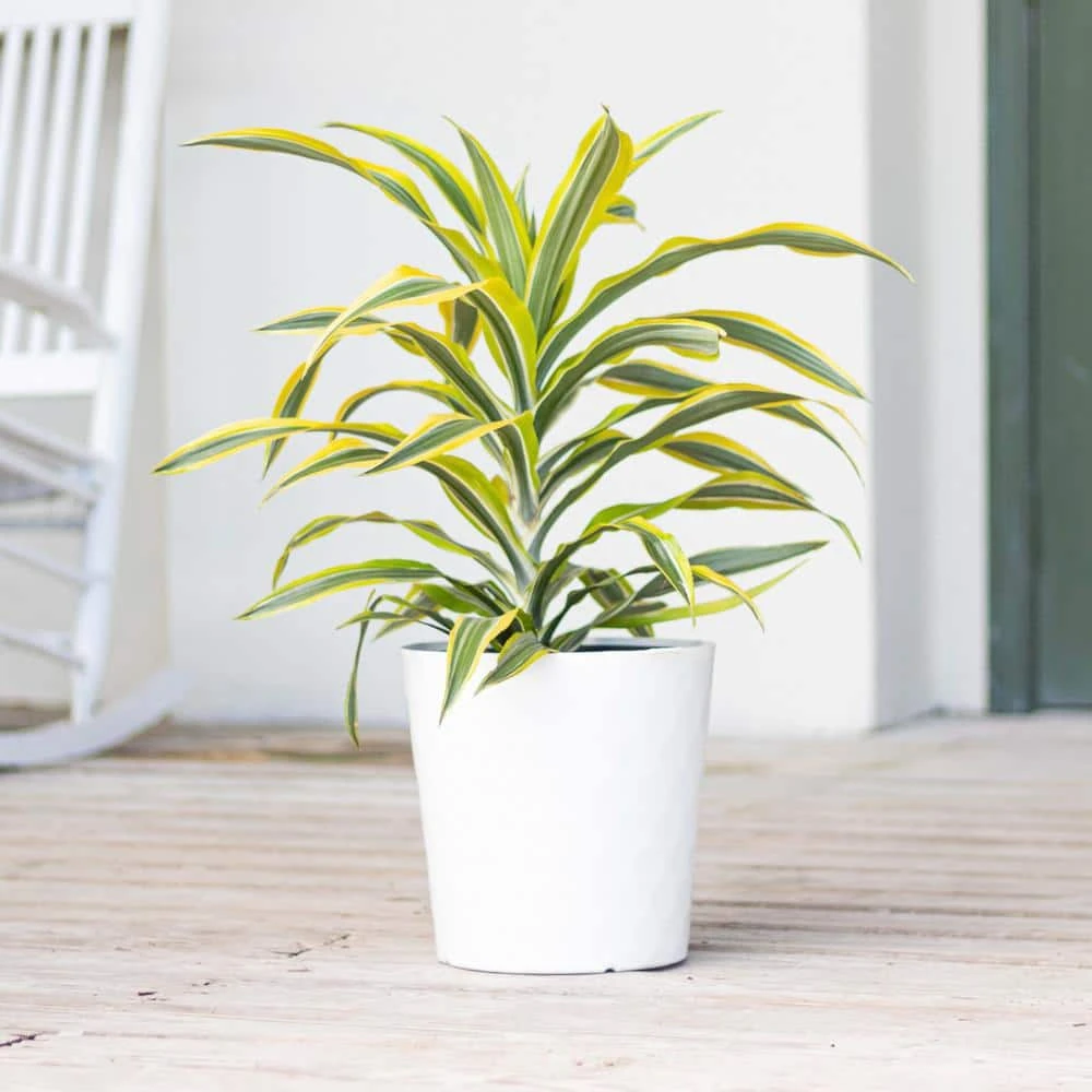 Live Dracaena Lemon Lime Bush In 10 In. White Decor Pot 3 Live Dracaena Lemon Lime Bush In 10 In. White Decor Pot - Image 3