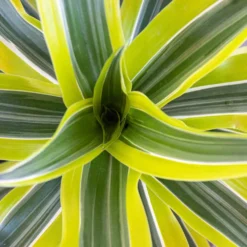 United Nursery -United Nursery united nursery house plants llimebush10hw c3 1000