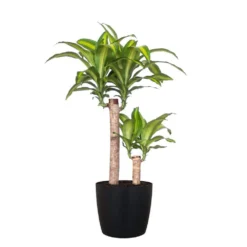 Mass Cane Plant Two Stem Live Dracaena Indoor Outdoor Plant In 10 Inch Premium Sustainable Ecopots Dark Grey Pot