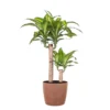 Mass Cane Plant 2 Stem Live Dracaena Indoor Outdoor Plant In 10 Inch Premium Sustainable Ecopots Terracotta Pot