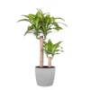 Mass Cane Plant 2 Stem Live Dracaena Indoor Outdoor Plant In 10 Inch Premium Sustainable Ecopots White Grey Pot