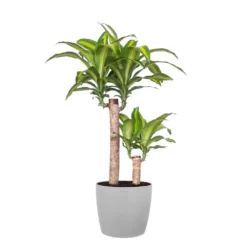 Mass Cane Plant 2 Stem Live Dracaena Indoor Outdoor Plant In 10 Inch Premium Sustainable Ecopots White Grey Pot