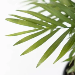 Neanthebella Palm Chamaedorea Elegans Live Plant In 6 Inch Premium Sustainable Ecopots Dark Grey Pot 8 Neanthebella Palm Chamaedorea Elegans Live Plant In 6 Inch Premium Sustainable Ecopots Dark Grey Pot -United Nursery united nursery house plants npalmsh6dg 4f 1000