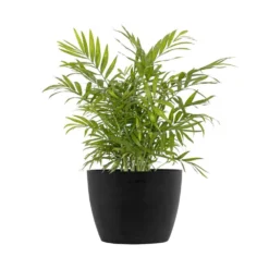 Neanthebella Palm Chamaedorea Elegans Live Plant In 6 Inch Premium Sustainable Ecopots Dark Grey Pot