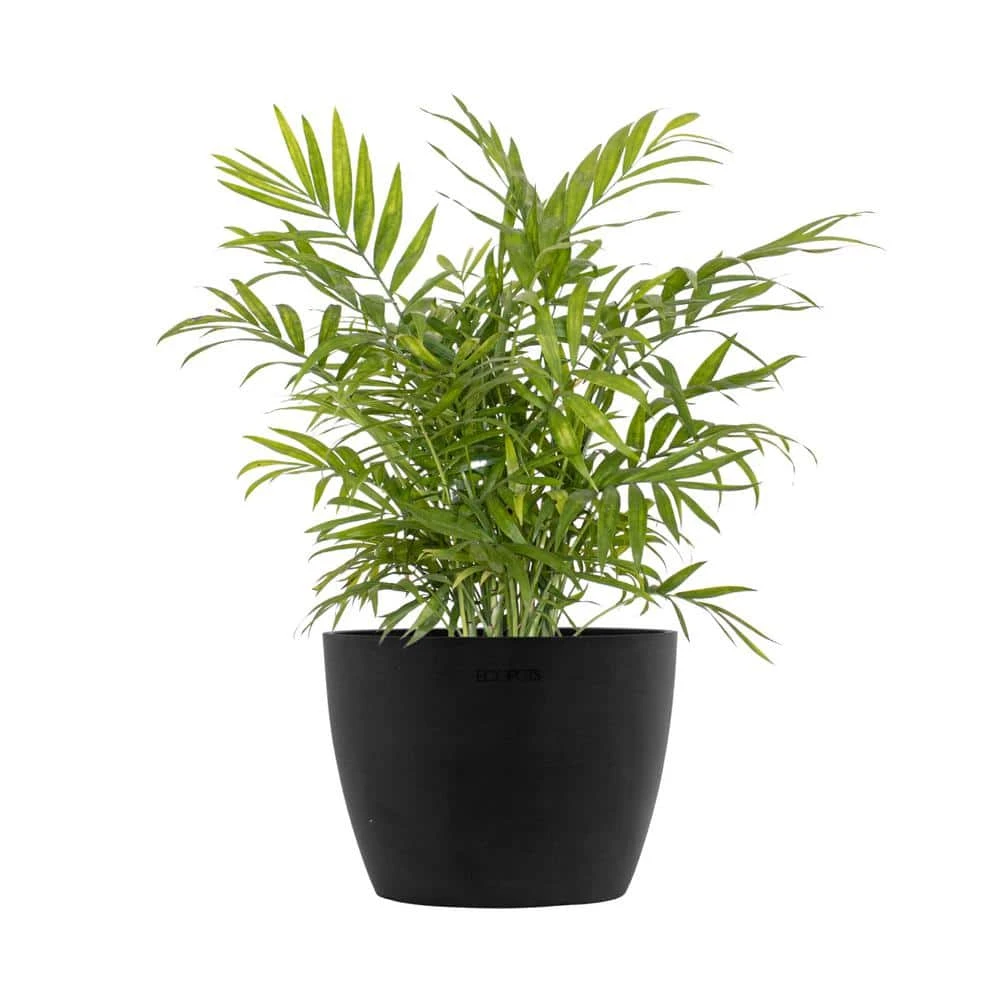 Neanthebella Palm Chamaedorea Elegans Live Plant In 6 Inch Premium Sustainable Ecopots Dark Grey Pot 1 Neanthebella Palm Chamaedorea Elegans Live Plant In 6 Inch Premium Sustainable Ecopots Dark Grey Pot