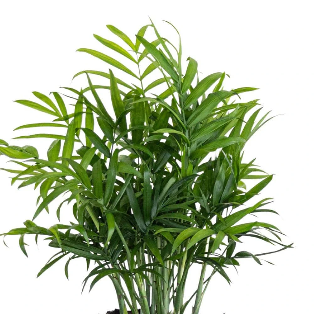 Neanthebella Palm Chamaedorea Elegans Live Plant In 6 Inch Premium Sustainable Ecopots Dark Grey Pot 2 Neanthebella Palm Chamaedorea Elegans Live Plant In 6 Inch Premium Sustainable Ecopots Dark Grey Pot - Image 2