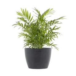 Neanthebella Palm Chamaedorea Elegans Parlor Palm Live Plant In 6 Inch Premium Sustainable Ecopots Grey Pot