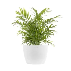 Neanthebella Palm Chamaedorea Elegans Parlor Palm Live Plant In 6 Inch Premium Sustainable Ecopots Pure White Pot