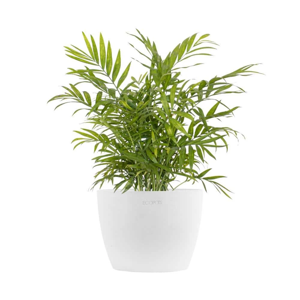 Neanthebella Palm Chamaedorea Elegans Parlor Palm Live Plant In 6 Inch Premium Sustainable Ecopots Pure White Pot 1 Neanthebella Palm Chamaedorea Elegans Parlor Palm Live Plant In 6 Inch Premium Sustainable Ecopots Pure White Pot