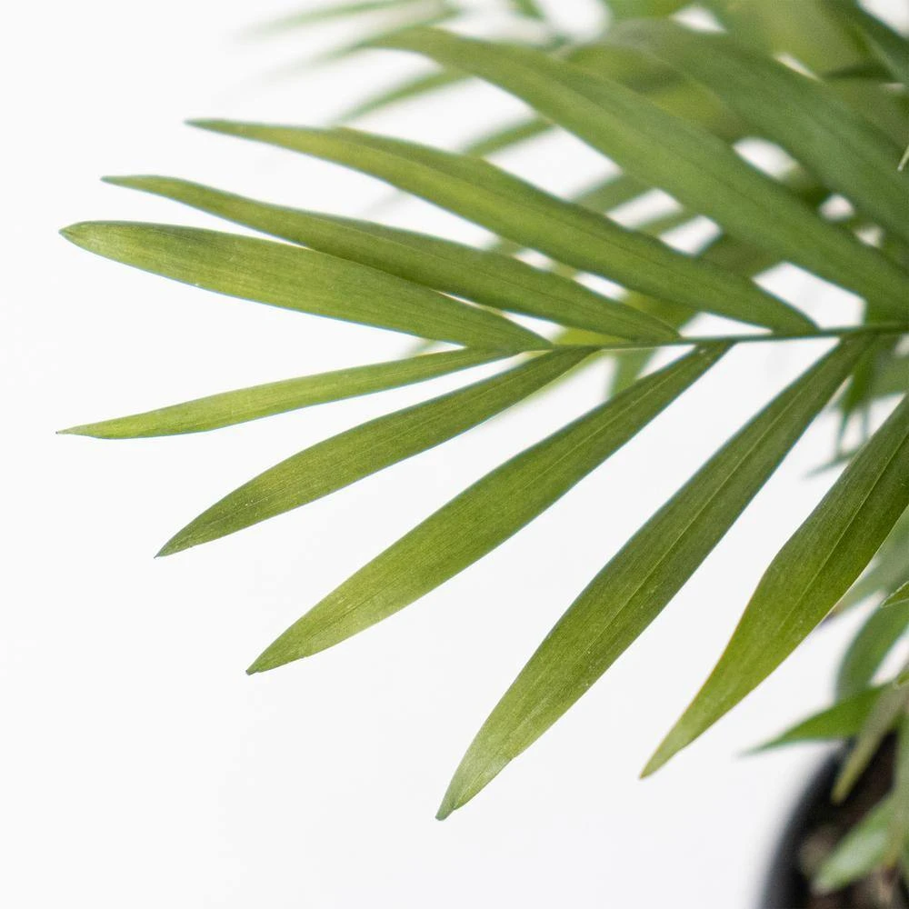 Neanthebella Palm Chamaedorea Elegans Parlor Palm Live Plant In 6 Inch Premium Sustainable Ecopots Pure White Pot 2 Neanthebella Palm Chamaedorea Elegans Parlor Palm Live Plant In 6 Inch Premium Sustainable Ecopots Pure White Pot - Image 2