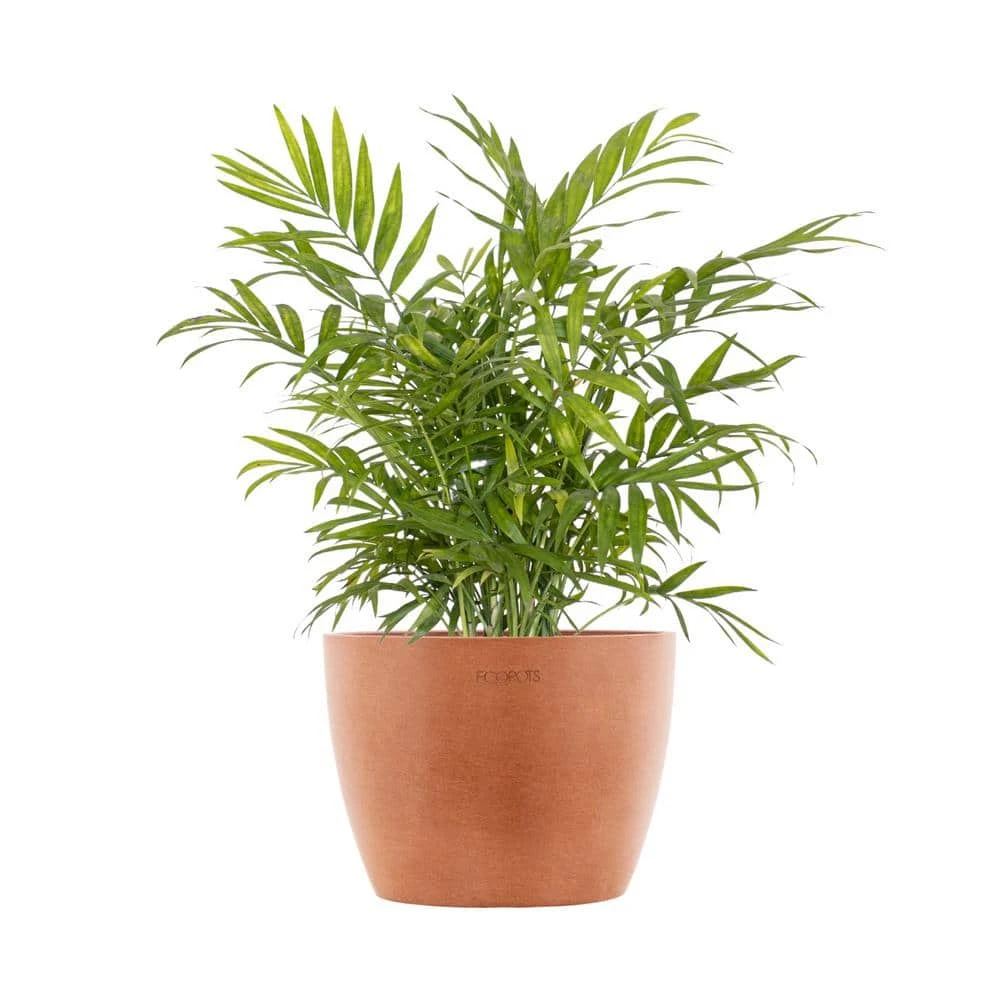 Neanthebella Palm Chamaedorea Elegans Parlor Palm Live Plant In 6 Inch Premium Sustainable Ecopots Terracotta Pot 1 Neanthebella Palm Chamaedorea Elegans Parlor Palm Live Plant In 6 Inch Premium Sustainable Ecopots Terracotta Pot