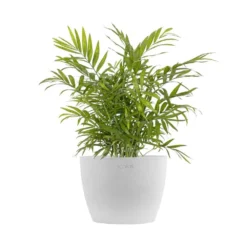 Neanthebella Palm Chamaedorea Elegans Parlor Palm Live Plant In 6 Inch Premium Ecopots White Grey Pot