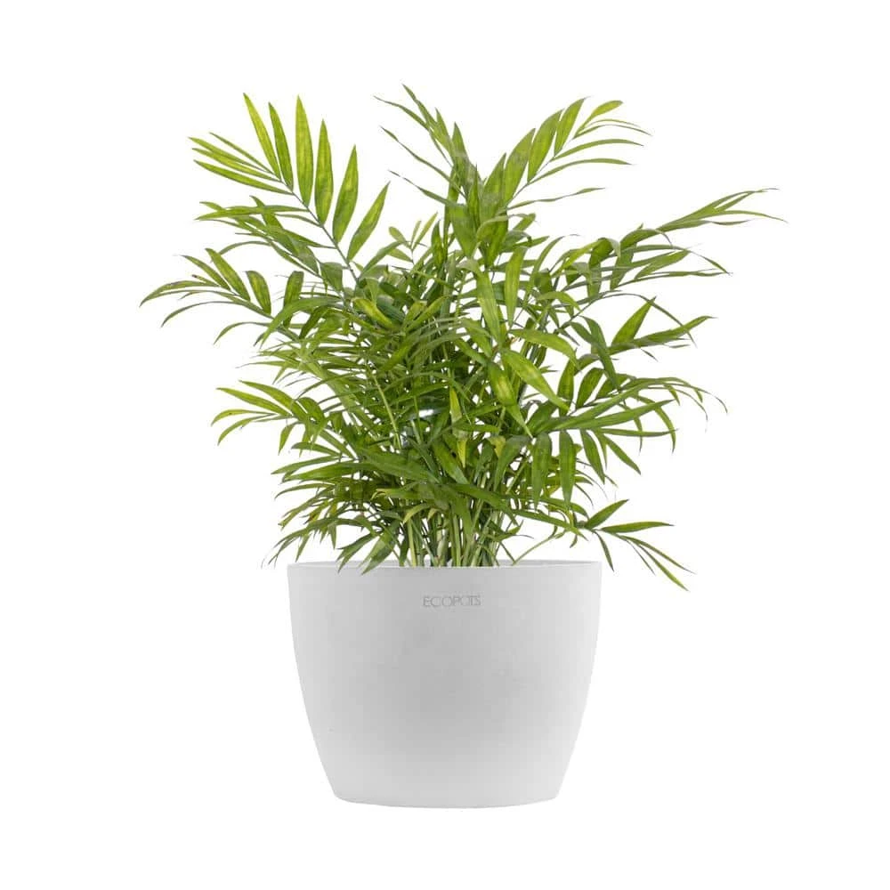 Neanthebella Palm Chamaedorea Elegans Parlor Palm Live Plant In 6 Inch Premium Ecopots White Grey Pot 1 Neanthebella Palm Chamaedorea Elegans Parlor Palm Live Plant In 6 Inch Premium Ecopots White Grey Pot