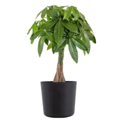 Live Money Tree, Braided Pachira Aquatica In 10 In. Black Premium Sustainable Decor Pot