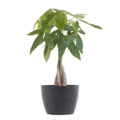 Money Tree Live Pachira Aquatica In 6 Inch Premium Ecopots Grey Pot With Removeable Drainage Plug