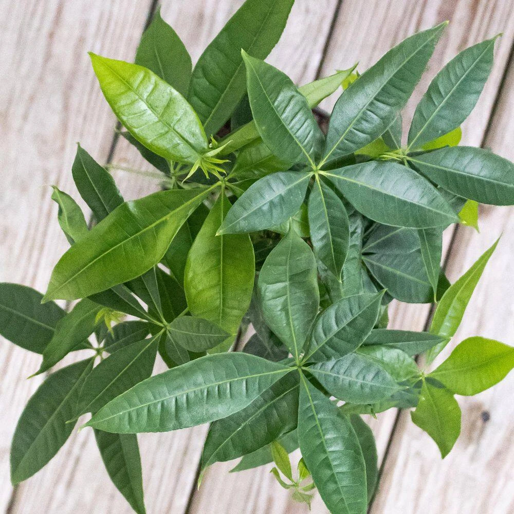 Money Tree Live Pachira Aquatica In 6 Inch Premium Sustainable Ecopots Terracotta Pot With Removeable Drainage Plug 3 Money Tree Live Pachira Aquatica In 6 Inch Premium Sustainable Ecopots Terracotta Pot With Removeable Drainage Plug - Image 3