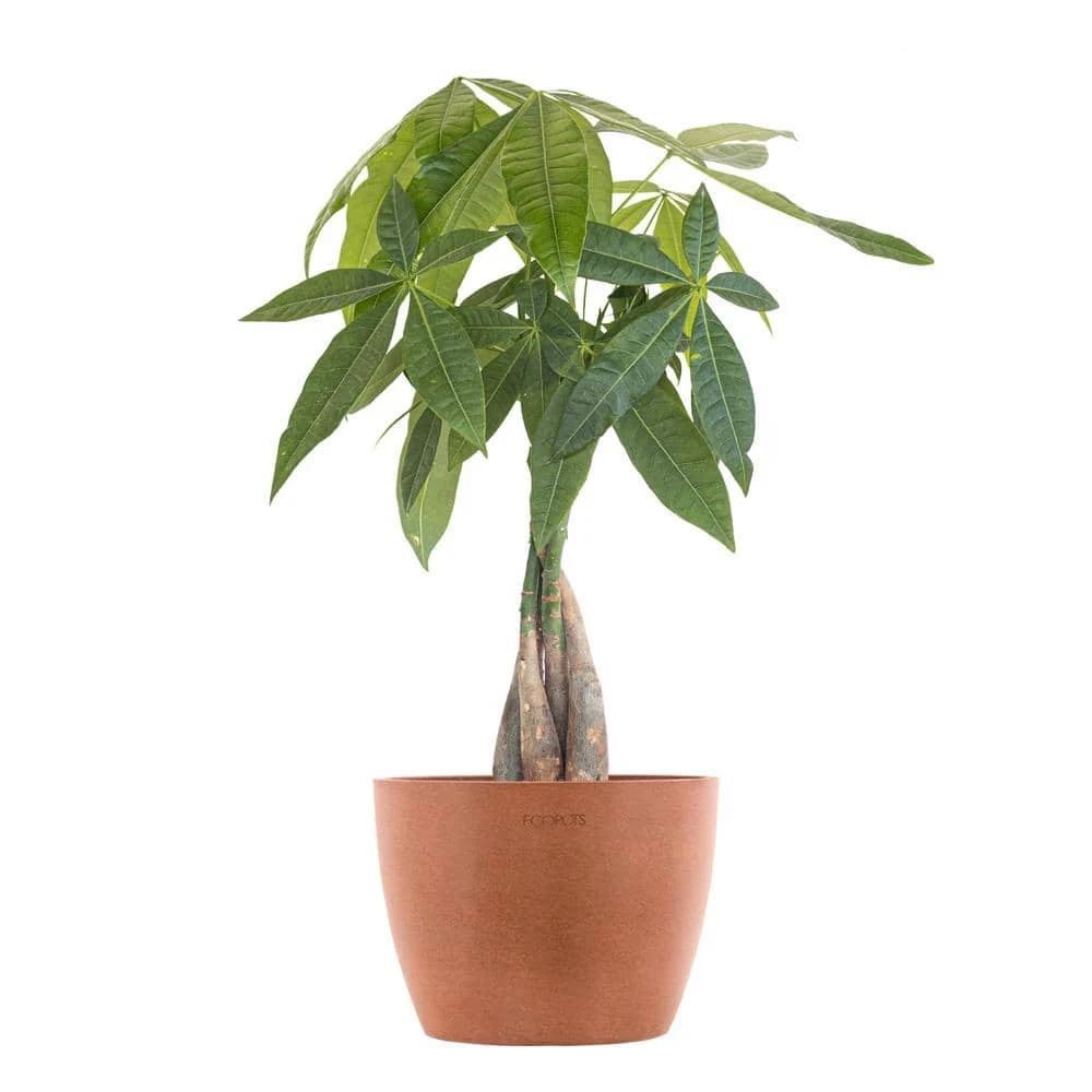 Money Tree Live Pachira Aquatica In 6 Inch Premium Sustainable Ecopots Terracotta Pot With Removeable Drainage Plug 1 Money Tree Live Pachira Aquatica In 6 Inch Premium Sustainable Ecopots Terracotta Pot With Removeable Drainage Plug