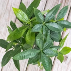 Money Tree Live Pachira Aquatica In 6 Inch Premium Sustainable Ecopots White Grey Pot With Removeable Drainage Plug 8 Money Tree Live Pachira Aquatica In 6 Inch Premium Sustainable Ecopots White Grey Pot With Removeable Drainage Plug -United Nursery united nursery house plants pachira6shwg 4f 1000