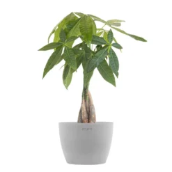 Money Tree Live Pachira Aquatica In 6 Inch Premium Sustainable Ecopots White Grey Pot With Removeable Drainage Plug