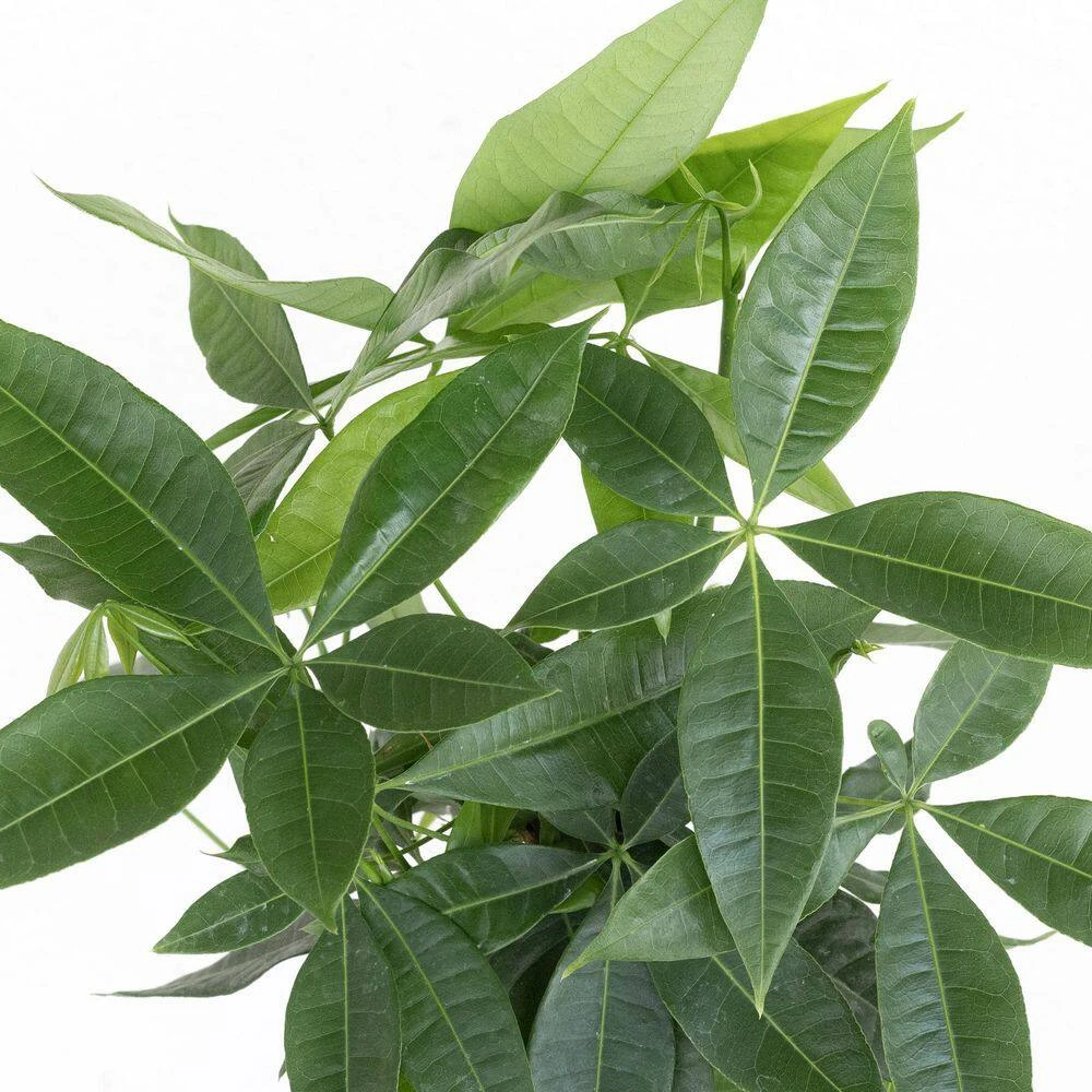 Money Tree Live Pachira Aquatica In 6 Inch Premium Sustainable Ecopots White Grey Pot With Removeable Drainage Plug 2 Money Tree Live Pachira Aquatica In 6 Inch Premium Sustainable Ecopots White Grey Pot With Removeable Drainage Plug - Image 2