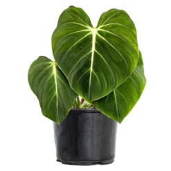 Live Philodendron Gloriosum Exotic Tropical Houseplant In 6 In. Grower Pot