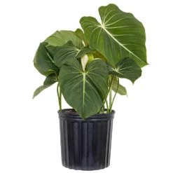 Live Philodendron Gloriosum Exotic Houseplant In 10 Inch Grower Pot
