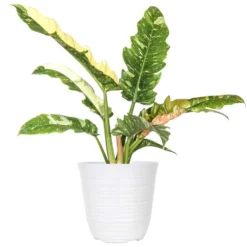 Live Ring Of Fire Philodendron Exotic Variegated Houseplant In 6 In. White Decor Pot