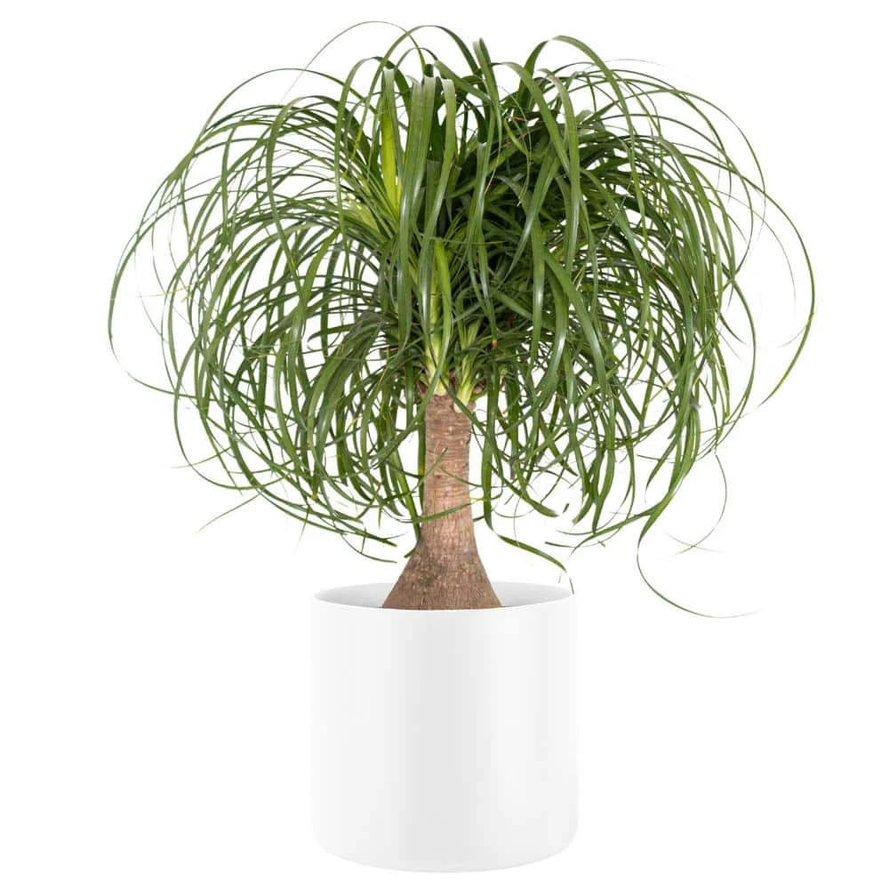 Ponytail Palm Beaucarnea Recurvata Live Houseplant In 10 In. Premium White Fiberglass Pot 1 Ponytail Palm Beaucarnea Recurvata Live Houseplant In 10 In. Premium White Fiberglass Pot