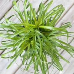 Ponytail Palm Bonsai Plant Live Elephants Foot In 6 Inch Premium Sustainable Ecopots Dark Grey Pot 8 Ponytail Palm Bonsai Plant Live Elephants Foot In 6 Inch Premium Sustainable Ecopots Dark Grey Pot -United Nursery united nursery house plants ppalm6shdg 4f 1000