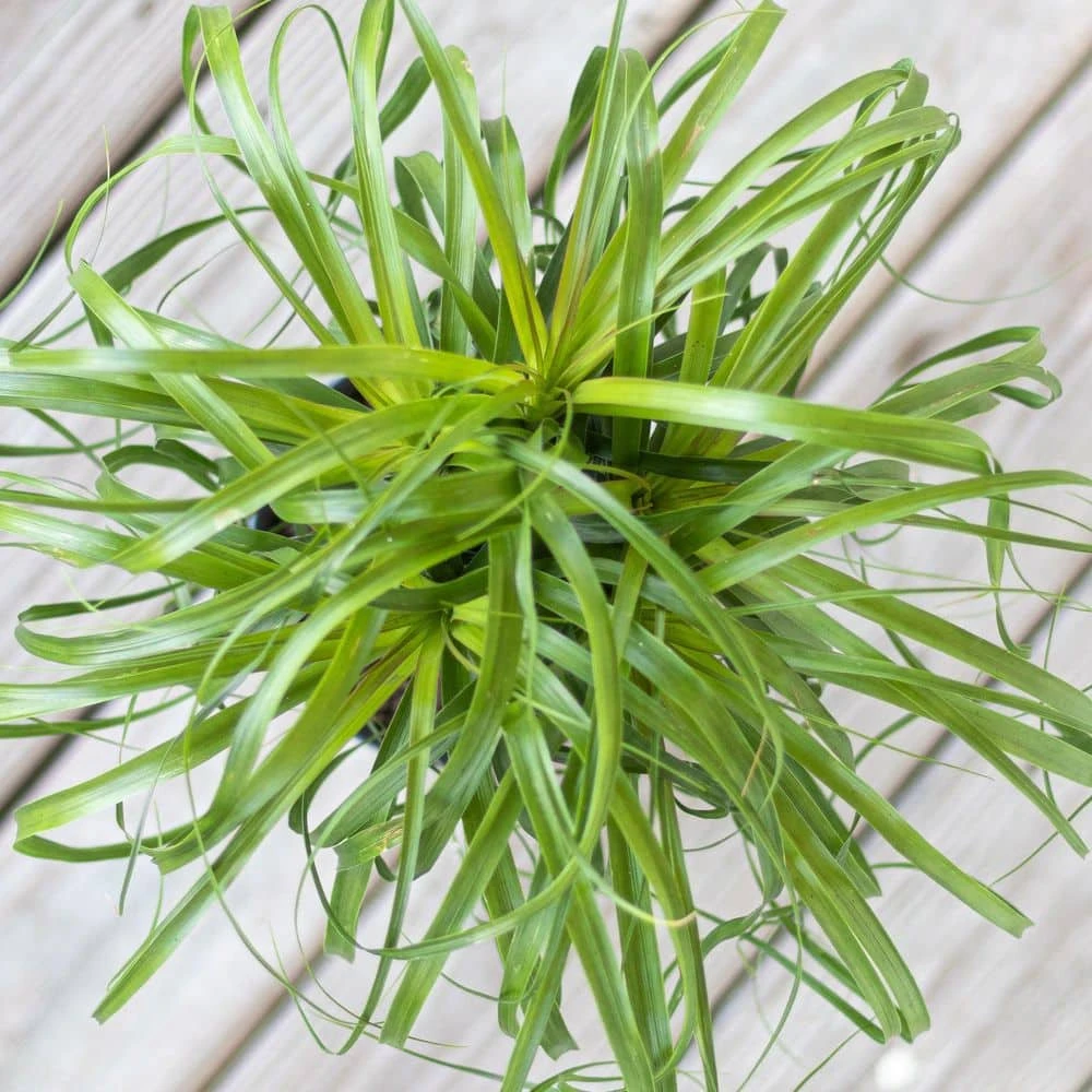 Ponytail Palm Bonsai Plant Live Elephants Foot In 6 Inch Premium Sustainable Ecopots Dark Grey Pot 3 Ponytail Palm Bonsai Plant Live Elephants Foot In 6 Inch Premium Sustainable Ecopots Dark Grey Pot - Image 3