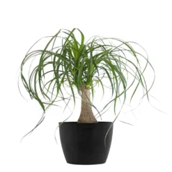 Ponytail Palm Bonsai Plant Live Elephants Foot In 6 Inch Premium Sustainable Ecopots Dark Grey Pot