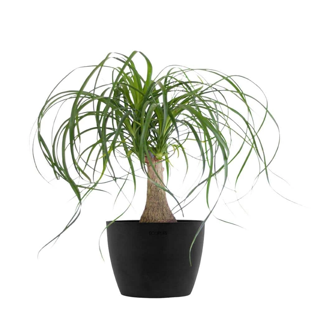 Ponytail Palm Bonsai Plant Live Elephants Foot In 6 Inch Premium Sustainable Ecopots Dark Grey Pot 1 Ponytail Palm Bonsai Plant Live Elephants Foot In 6 Inch Premium Sustainable Ecopots Dark Grey Pot