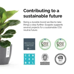 Ponytail Palm Bonsai Plant Live Elephants Foot In 6 Inch Premium Sustainable Ecopots Dark Grey Pot 11 Ponytail Palm Bonsai Plant Live Elephants Foot In 6 Inch Premium Sustainable Ecopots Dark Grey Pot -United Nursery united nursery house plants ppalm6shdg fa 1000