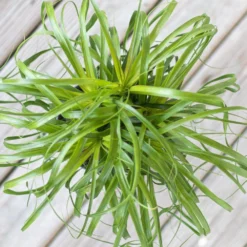 Ponytail Palm Bonsai Plant Live Elephants Foot In 6 Inch Premium Sustainable Ecopots Grey Pot -United Nursery united nursery house plants ppalm6shgry 4f 1000